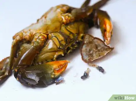 Image titled Prepare Crabs Step 14