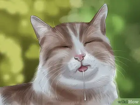 Image titled Prevent Heatstroke in Cats Step 7