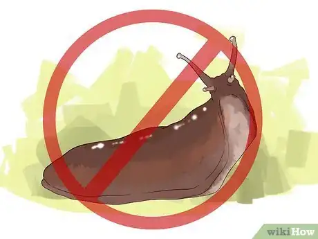 Image titled Grow Begonias Step 10