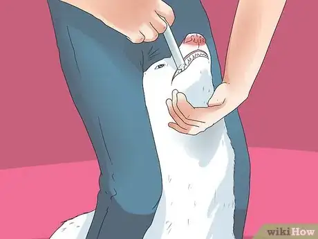 Image titled Diagnose and Treat Dog Diarrhea Step 17