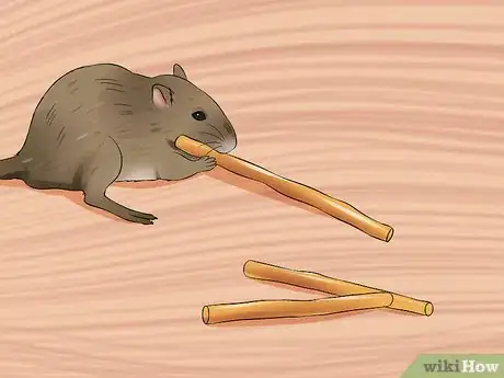 Image titled Treat Dental Problems in Gerbils Step 7