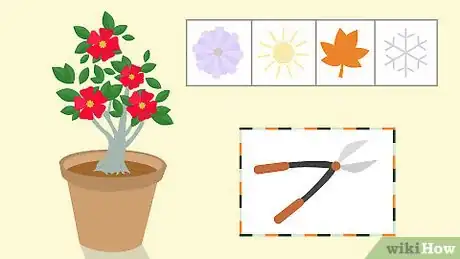 Image titled Grow Adeniums Step 15