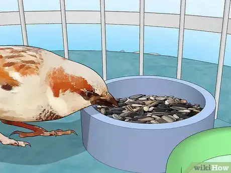 Image titled Look After Pet Birds Step 5