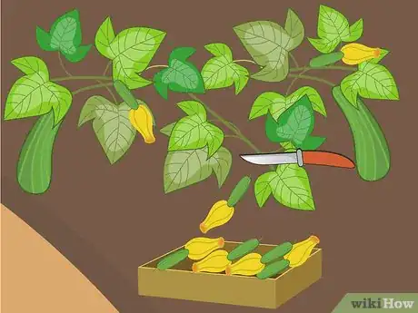 Image titled Harvest Zucchini Step 06