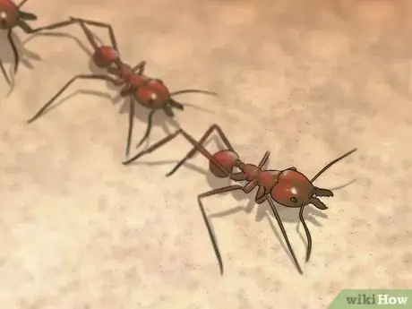 Image titled Photograph Insects Step 16