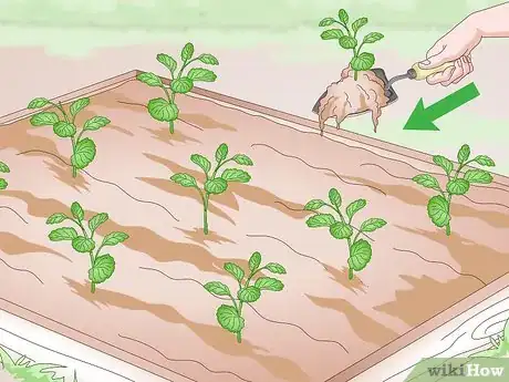 Image titled Grow Pansies Step 11