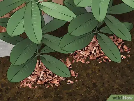 Image titled Control Lace Bugs in Your Flower Garden Step 9