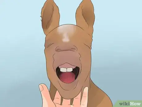 Image titled Take Proper Care of Your Horse's Teeth Step 6