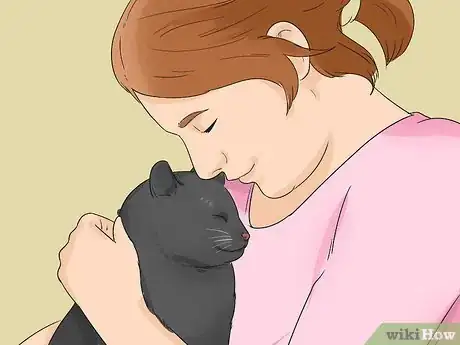 Image titled Identify a Bombay Cat Step 9