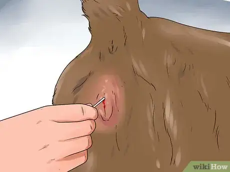 Image titled Get Dogs to Mate Step 13