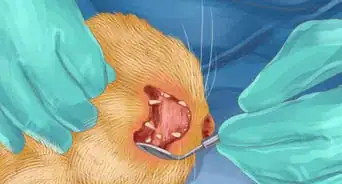 Diagnose and Treat Periodontitis in Cats