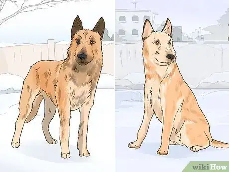 Image titled Identify a Belgian Laekenois Dog Step 8