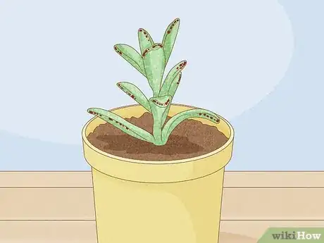 Image titled Choose Succulents Step 8
