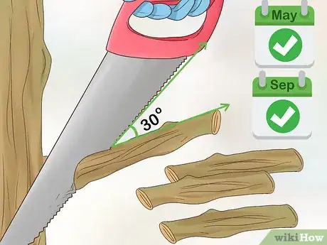 Image titled Grow Cinnamon Step 17