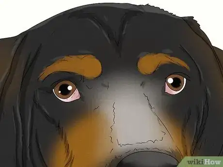 Image titled Identify a Bluetick Coonhound Step 4