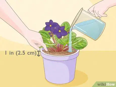 Image titled How Often Do You Water an African Violet Step 1