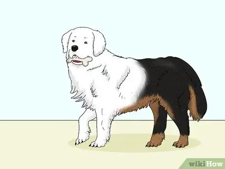 Image titled Identify a Bernese Mountain Dog Step 12