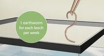 Keep Leeches As Pets