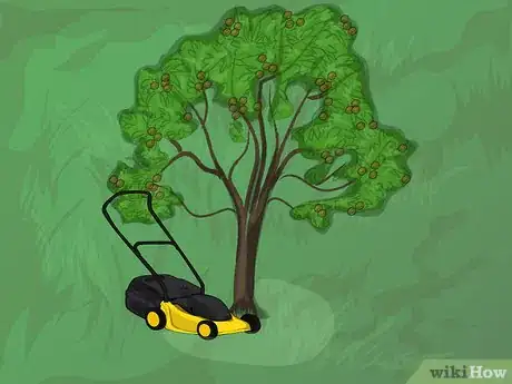 Image titled Harvest Pecans Step 5