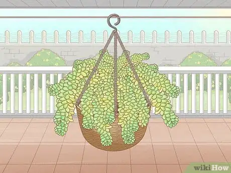 Image titled Choose Succulents Step 3