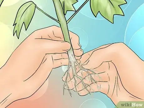 Image titled Plant a Tulip Poplar Tree Step 9