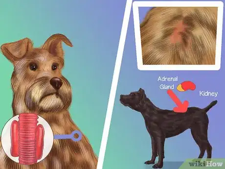 Image titled Diagnose Endocrine Disorders in Senior Dogs Step 1