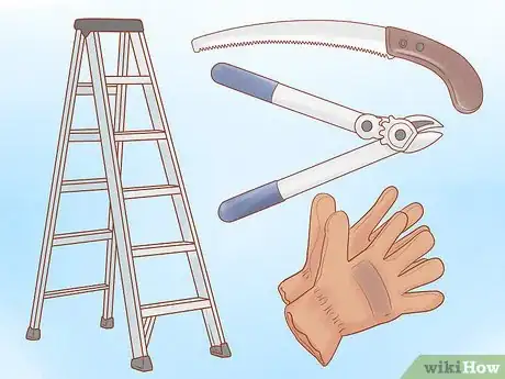 Image titled Prune Old Apple Trees Step 3