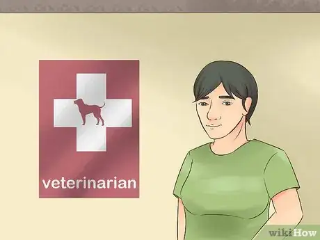 Image titled Identify a Black and Tan Coonhound Step 10