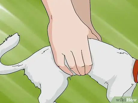 Image titled Look After a Deaf Ferret Step 5