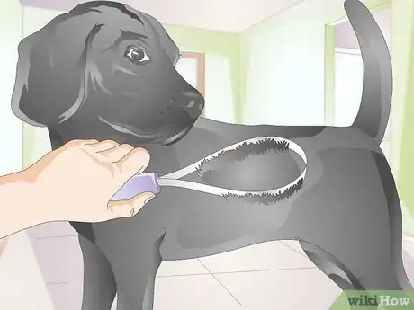 Image titled Brush Your Dog Without Tickling It Step 7