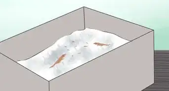 Take Care of Lizard Eggs