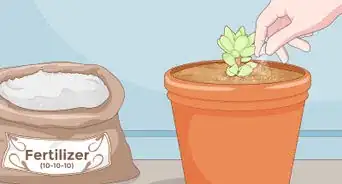 Propagate Succulent Plant Cuttings