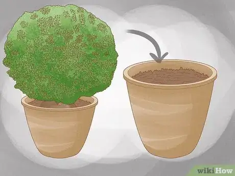 Image titled Grow a Topiary Step 6