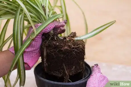 Image titled Divide a Spider Plant Step 4