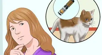 Bring a Pet Into the United States from Another Country