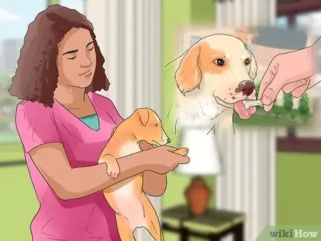 Image titled Work With Dominant Dogs Step 10