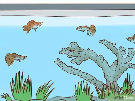 Image titled Find Compatible Tank Mates for Guppies Step 3