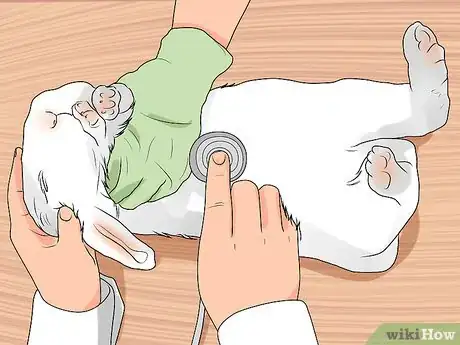 Image titled Choose a Pet Rabbit Step 12