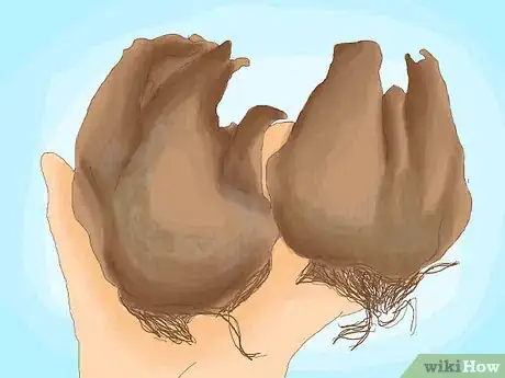Image titled Cure Daffodil Bulbs for Replanting Step 4