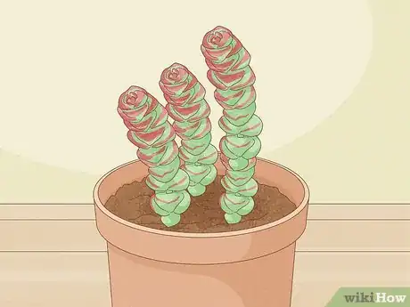 Image titled Choose Succulents Step 9