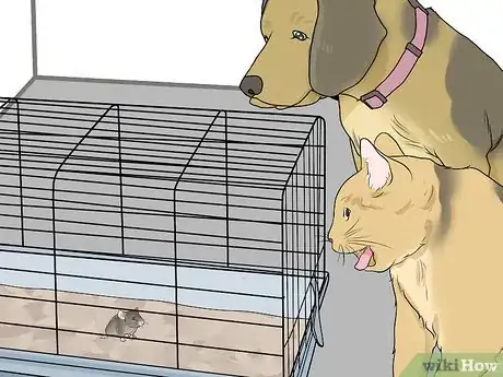 Image titled Keep Pet Mice Safe from Other Pets Step 10
