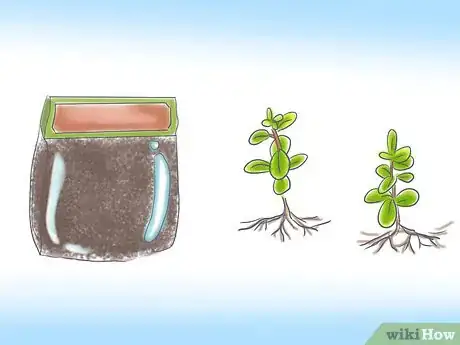 Image titled Grow St John's Wort Step 1