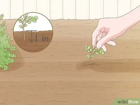 Image titled Care for Creeping Jenny Step 5