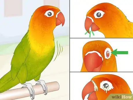 Image titled Treat Chlamydiosis in Lovebirds Step 1