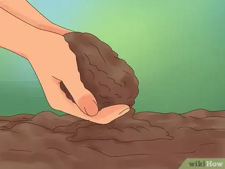 Image titled Divide Rhubarb Plants Step 10