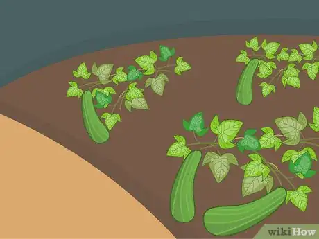 Image titled Harvest Zucchini Step 10