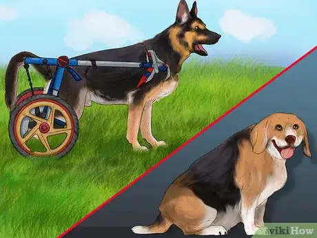 Image titled Watch a Dog for Stiff or Limp Movements Step 11