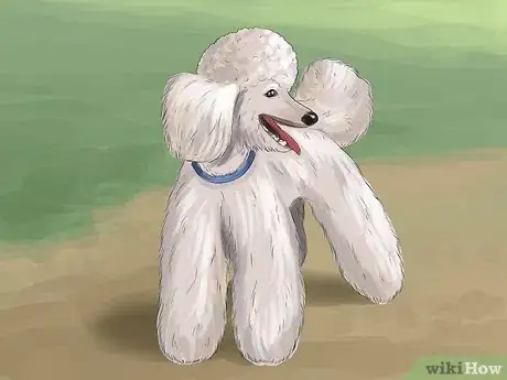 Image titled Select a Toy Poodle Step 1