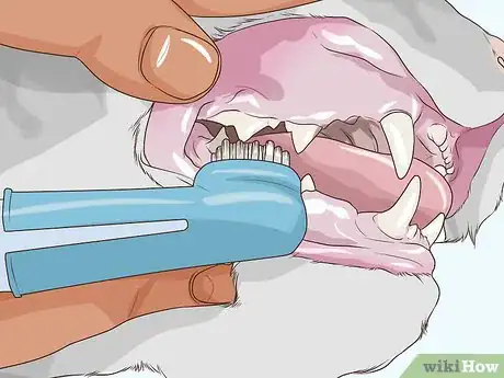 Image titled Take Care of a Burmilla Cat Step 8