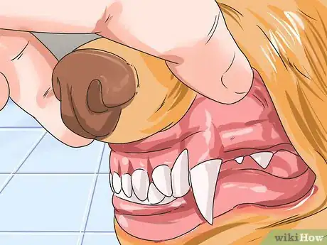 Image titled Prevent Canine Periodontal Disease Step 8